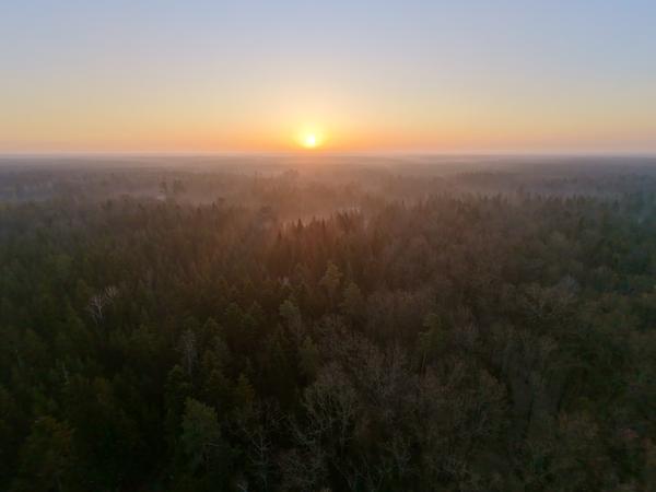 Wschód 🔆 w lesie…
